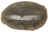 Fossil Fern (Pecopteris) Nodule Pos/Neg - Mazon Creek #184648-2
